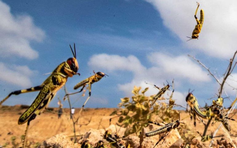 Frio e chuva no Sul devem frear nuvem de gafanhotos no Brasil