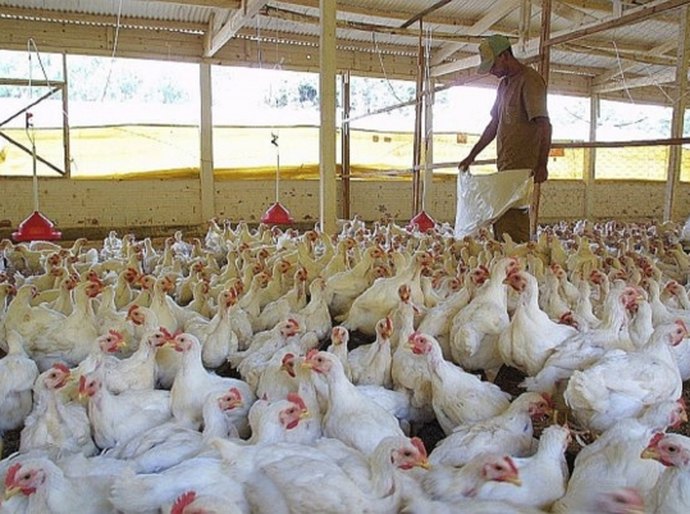Avicultores buscam investimento para baratear custos de produção