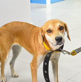 Dia do Cachorro Caramelo é celebrado pela importância da adoção responsável