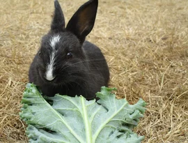 O que coelho não pode comer? Veja 7 alimentos perigosos para esse animal