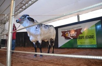 Leilão Mais Leite está confirmado na 68º Expoagro