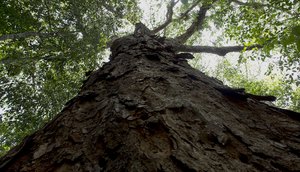 ÁRVORE / Foto: Marcos Rodrigues