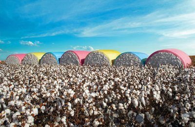 Algodão exige cuidados específicos na colheita, enfardamento e armazenagem