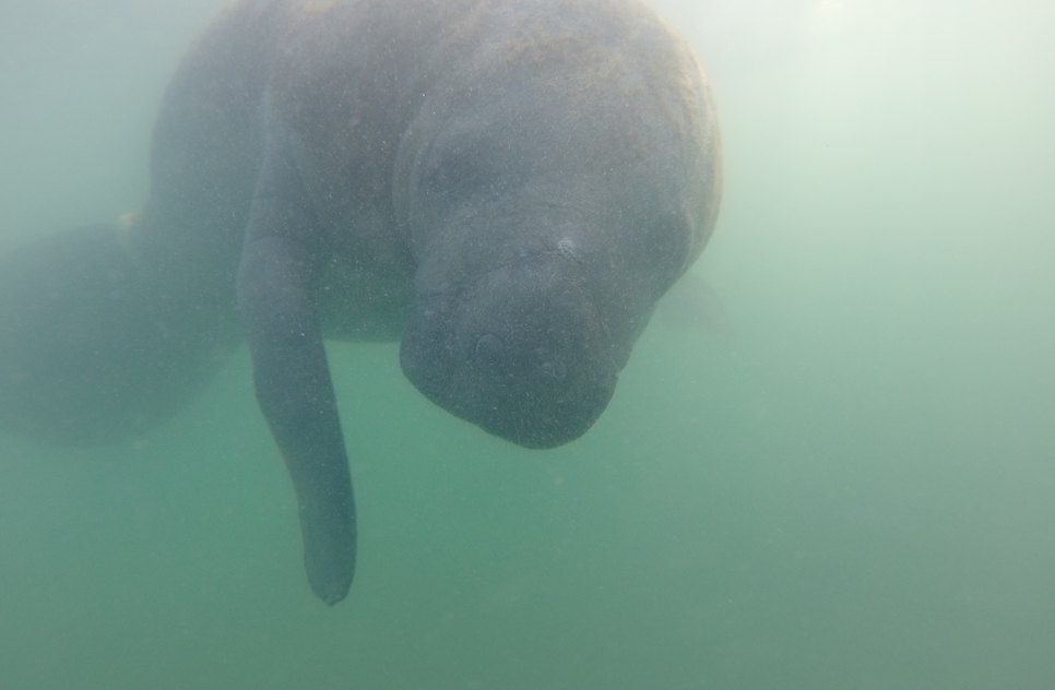 peixe boi marinho atropelado nordeste