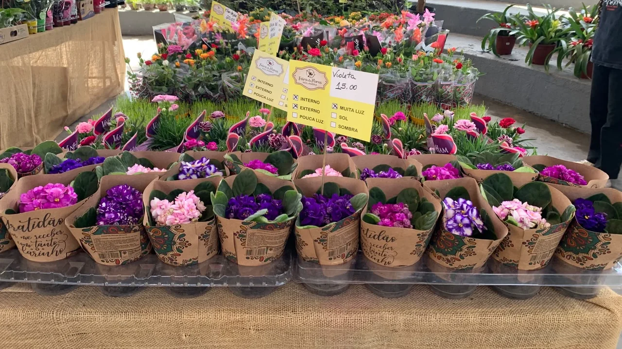 Feira de Flores Holambra chega a Arapiraca com mais de 200 espécies e plantas a partir de R$ 5