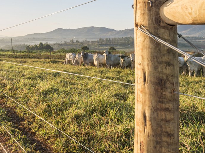 Com Brasil no topo da exportação de carne mundial, estrutura da propriedade rural vira diferencial competitivo