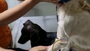 7668a8c3-b96a-4e7e-a6f4-df74834e4889. cachorro / Foto: Foto: reprodução/divulgação ascom SSP/SE