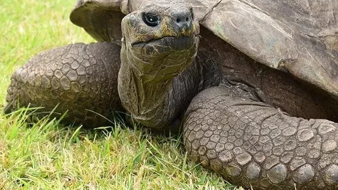 Jonathan, tartaruga de 194 anos, segue como o animal terrestre mais velho do mundo
