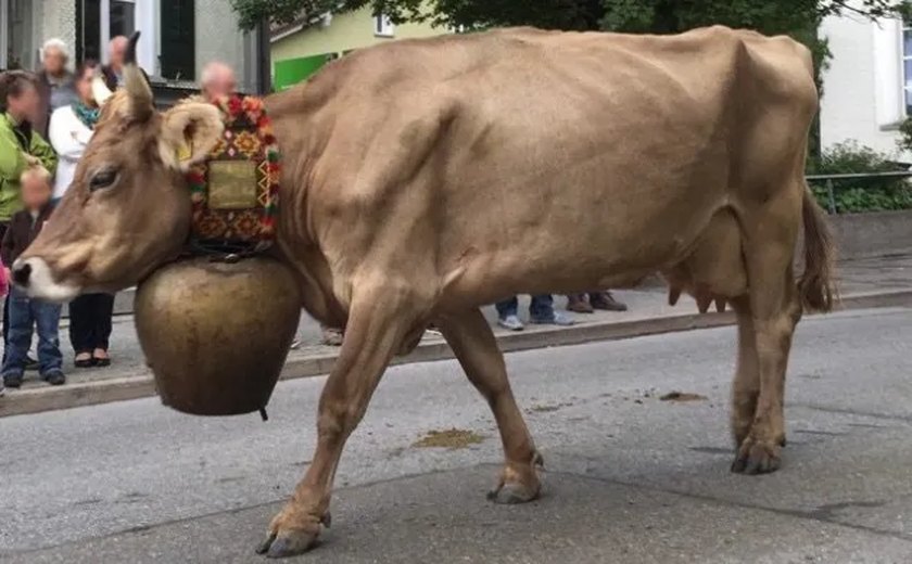 Barulho feito por sinos usados por vacas opõe tradição e conforto em pequena cidade na Suíça