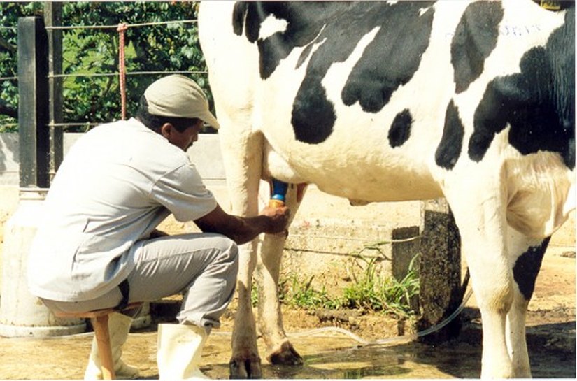 CPLA fecha parceria com a Desenvolve para aquisição de 32 bovinos leiteiros