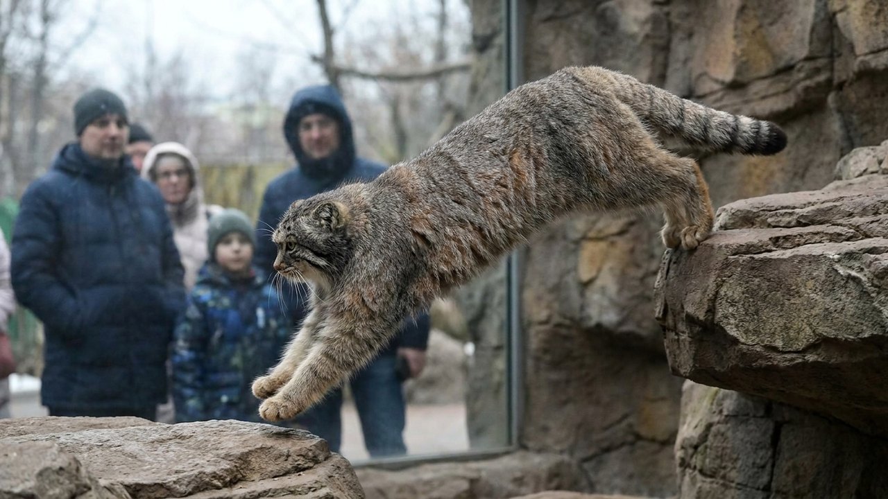 Gato do zoológico de Moscou impressiona pela fluidez dos movimentos