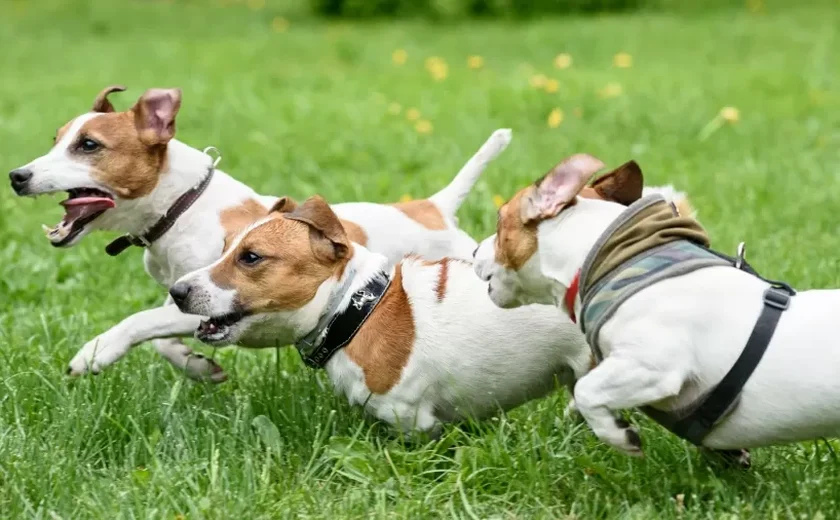 Mulher pede pensão alimentícia ao ex para cuidar de cães após separação