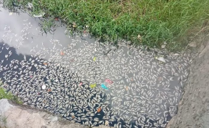 Peixes mortos nas margens do açude no Benedito Bentes