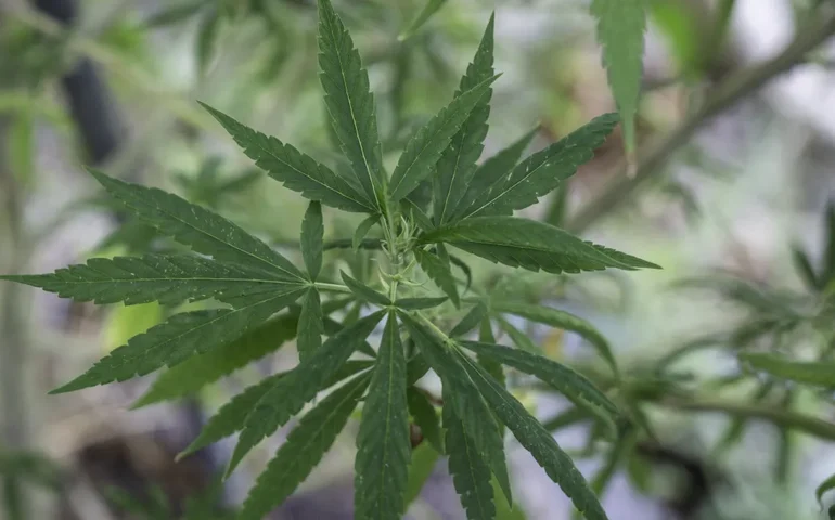 Maconha será liberada no futebol brasileiro? Entenda se decisão do STF afeta o antidoping