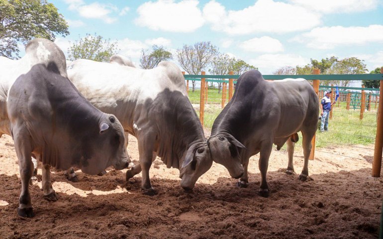 Mega Touros da SMP bate recorde e fatura mais de R$ 2,6 milhões em vendas
