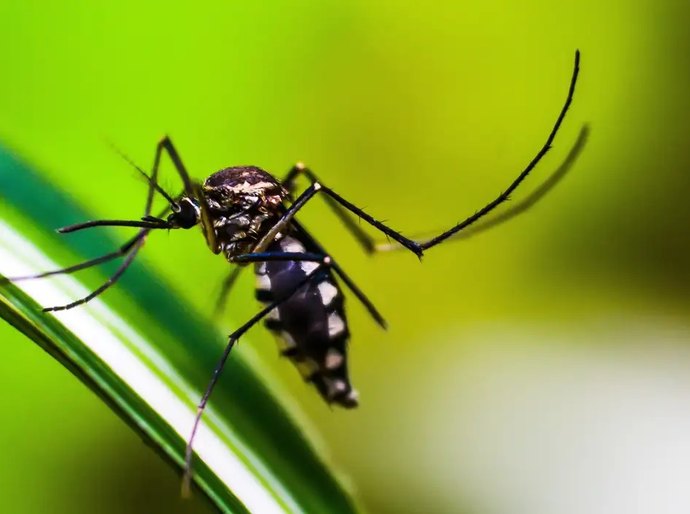 Ministério da Saúde quer incorporar vacina contra chikungunya ao SUS