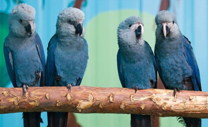 Espécie é considerada extinta na natureza desde o ano 2000