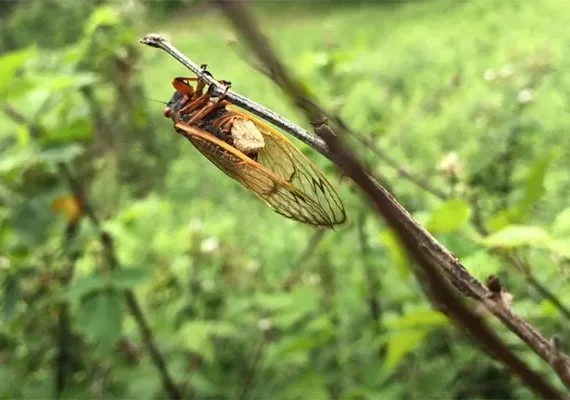 'Cigarras zumbis': Fungo altera comportamento sexual dos insetos e 'os come de dentro para fora'; entenda