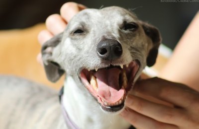 Prefeitura de Delmiro Gouveia inicia a castração de animais em situação de rua, neste sábado, 26 