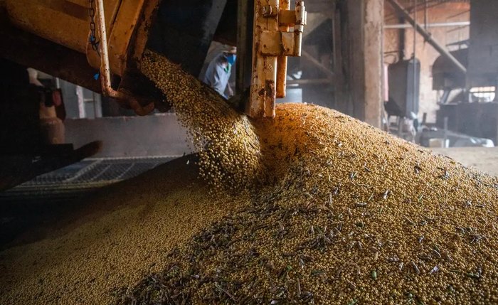 Agricultores alagoanos ficarão 90 dias sem plantar soja; saiba o motivo