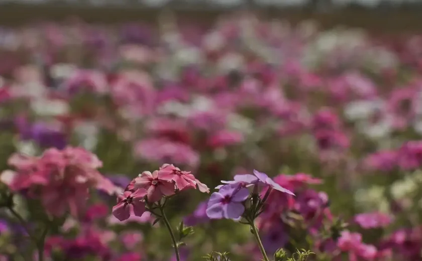 Hoje é Dia: início da primavera e Dia Mundial Sem Carro são destaques