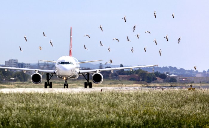 Último acidente com pássaros registrados em Alagoas ocorreu em julho deste ano
