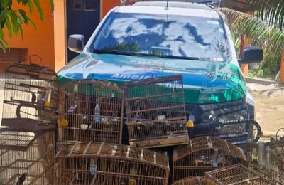 Operação da PM em Ibateguara apreende armas de fogo, munições e aves silvestres