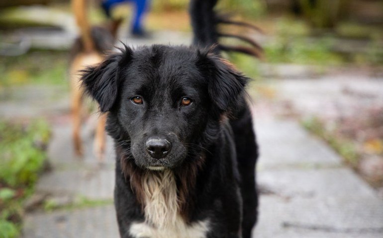Voluntários que cuidam de animais na Ufal querem evitar abandonos