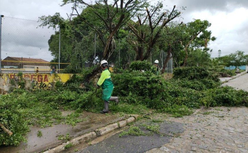 Prefeitura de Maceió orienta como solicitar poda de árvore de forma gratuita