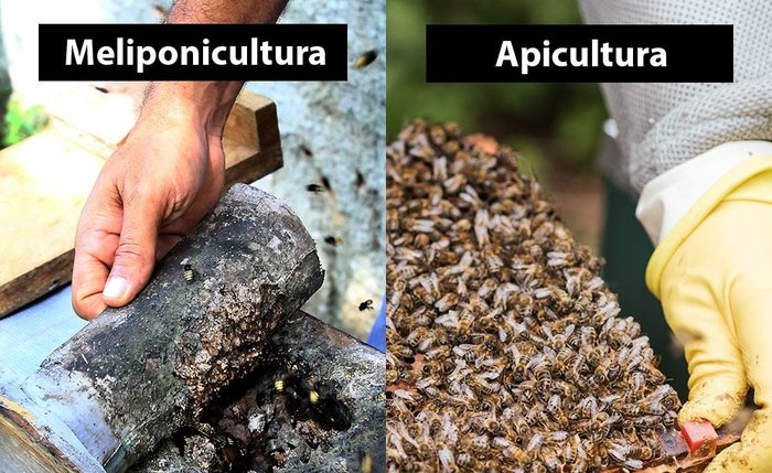 Meliponicultura e Apicultura