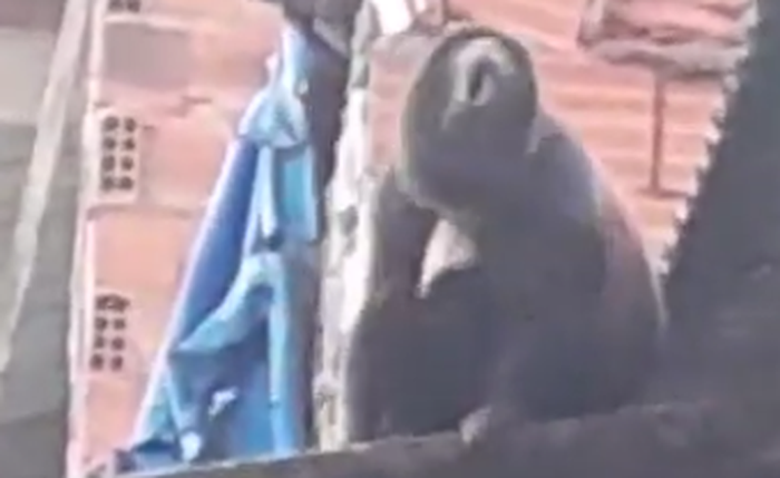 Macaco foi visto em cima de telhados de casas