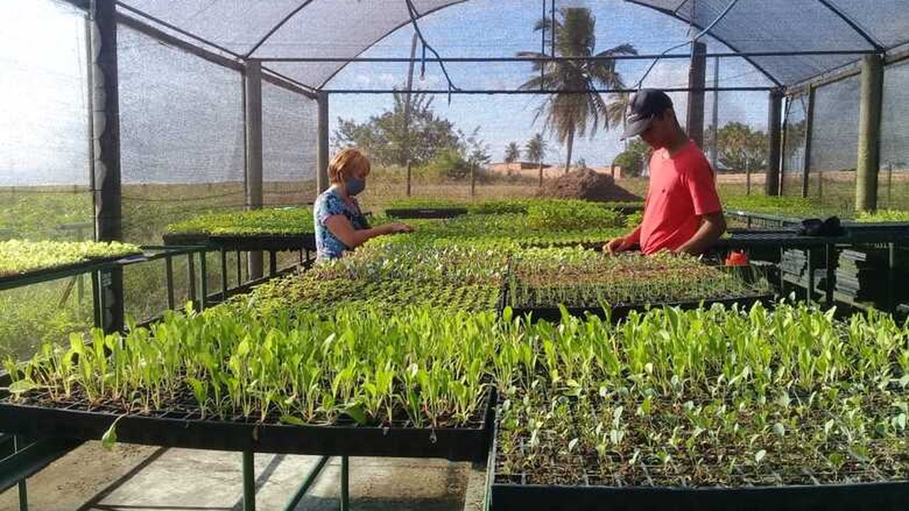 “O amanhã de Pindorama”: conheça a iniciativa da Emater que ajuda jovens a montar estufa com mudas