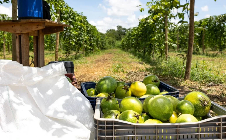 Codevasf e FAO discutem programa de irrigação sustentável