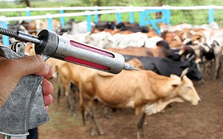 Criador tem até dia 30 para declarar vacinação nos escritórios da Adeal