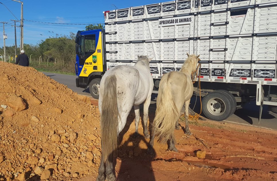 animais em rodovias estaduais / Foto: Fonte: BPRv