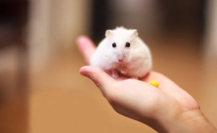 Hamsters demonstraram ser capazes de infectar humanos com o Sars-CoV-2