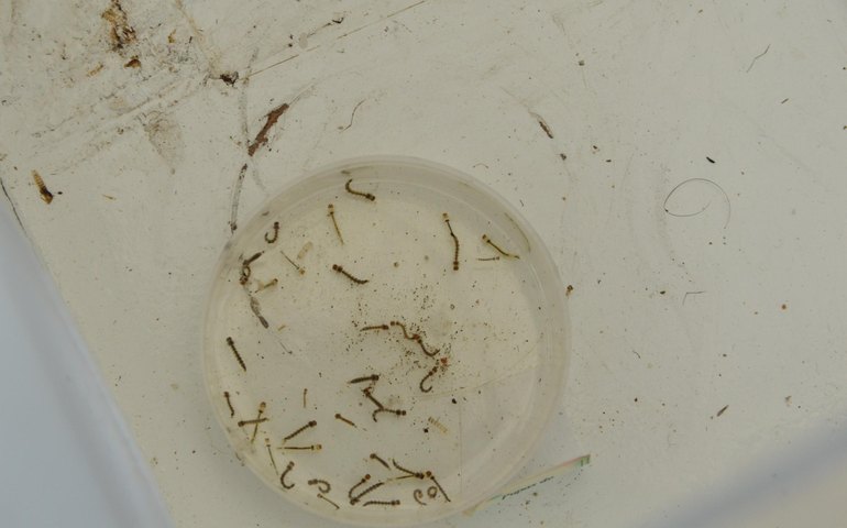 Sesau reforça alerta sobre prevenção contra arboviroses em Alagoas