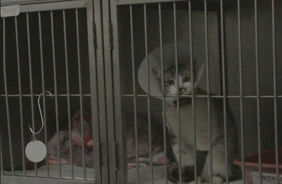 gato animal / Foto: Foto: SSP/SE