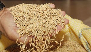 arroz