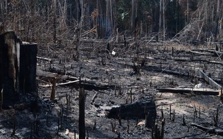 Alertas de desmatamento na Amazônia Legal caem 20%