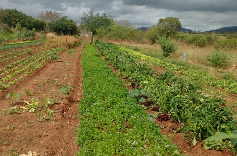 Produtores de Poço das Trincheiras recebem orientações sobre PAA