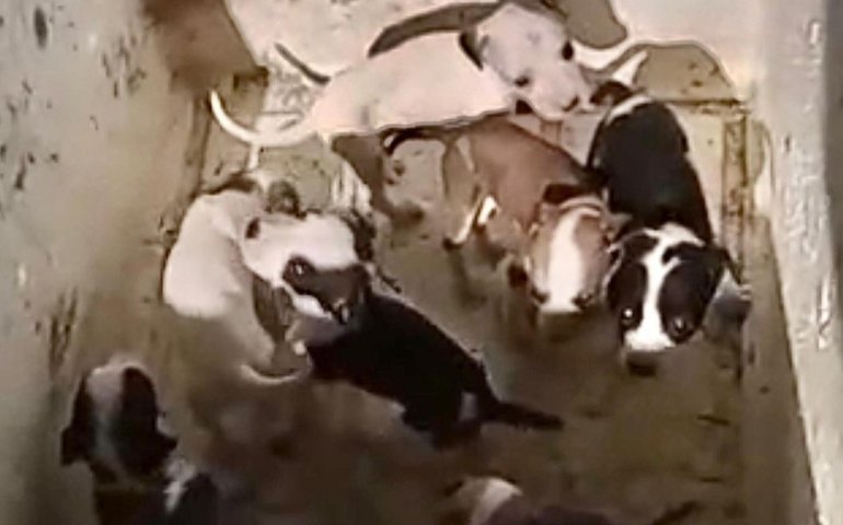 Polícia Civil identifica suspeito de abandonar 11 filhotes e abre inquérito por maus-tratos