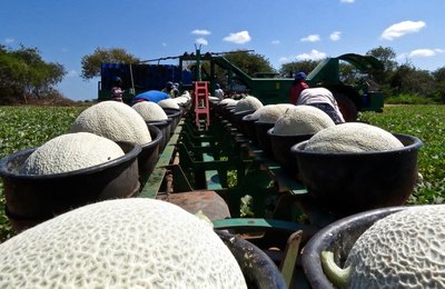 Recuperação judicial usada como ferramenta de gestão encarece crédito rural e leva crise ao Agronegócio