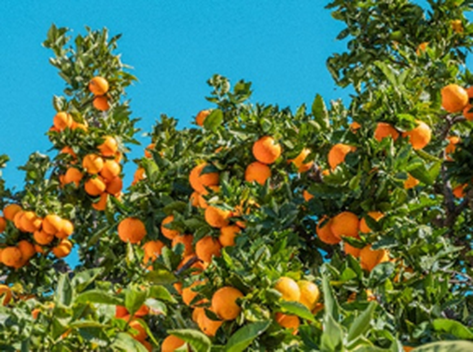 Da pesquisa ao campo: UPL Brasil leva inovação à Coopercitrus Expo