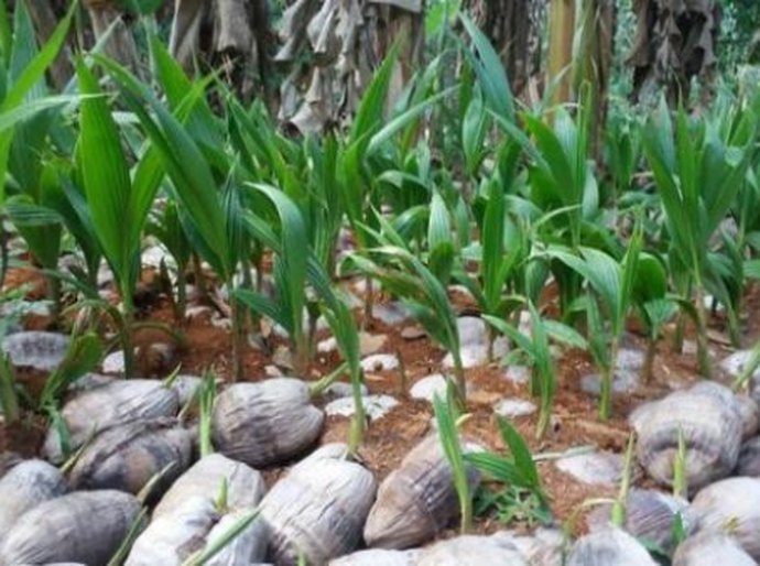 Secretaria de Agricultura fará doação de mudas de coco em Junqueiro