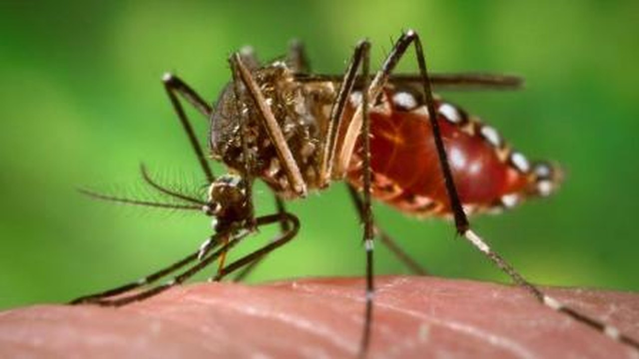 Casos de chikungunya chegam a 1.364 em todo o país