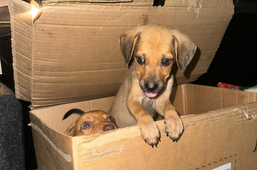 Polícia Civil investiga abandono de filhotes de cachorros em Maceió