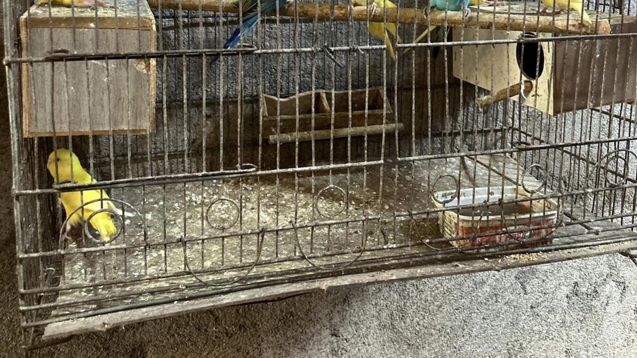 Mais de 120 animais silvestres são resgatados pela PM durante o fim de semana