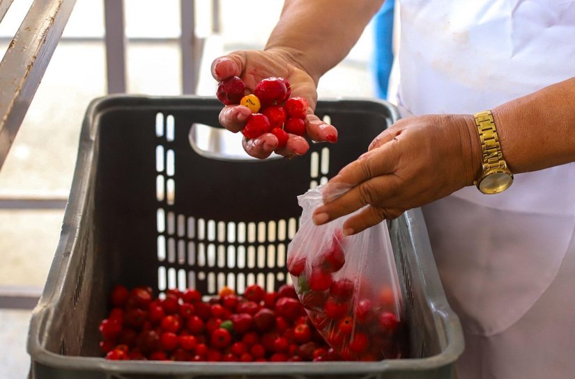 Governo de Alagoas regulamenta Política Estadual da Agroecologia e Produção Orgânica