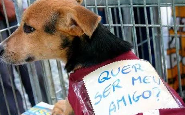 Dia do Amigo PET acontece no próximo sábado em Arapiraca